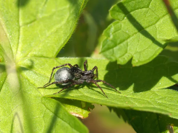 Spinne auf einem Blatt — Stockfoto