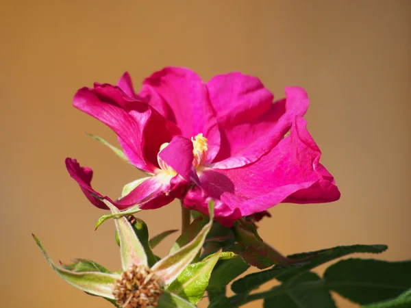 Rose pour chien (Rosa canina) fleur — Photo