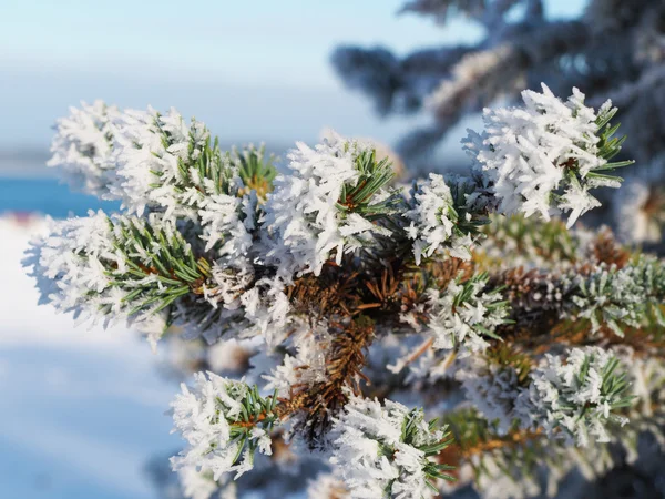 雪の中でトウヒの小枝 — ストック写真