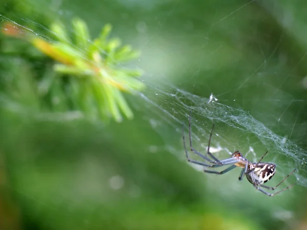 Spinne im Netz — Stockfoto