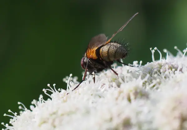 Voar em uma flor — Fotografia de Stock