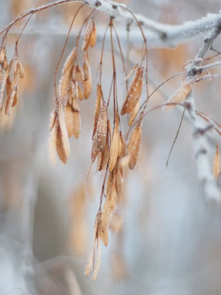 Las semillas de ceniza en las ramas en invierno — Foto de Stock
