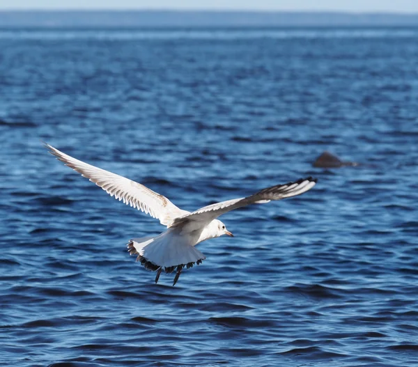 Gaivota voadora — Fotografia de Stock