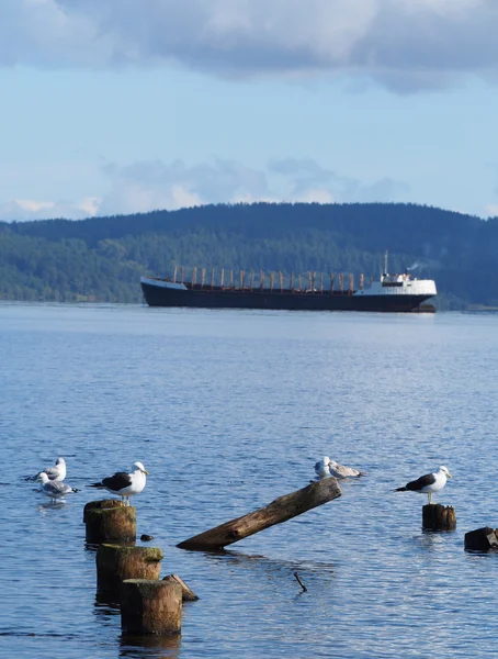 Ship, piles and gulls on the lake — Stock Photo, Image