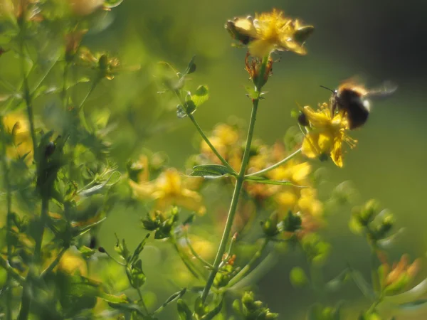 Hypericum perforatum — Fotografia de Stock