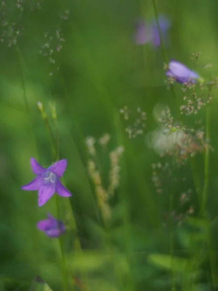 Blomklocka — Stockfoto