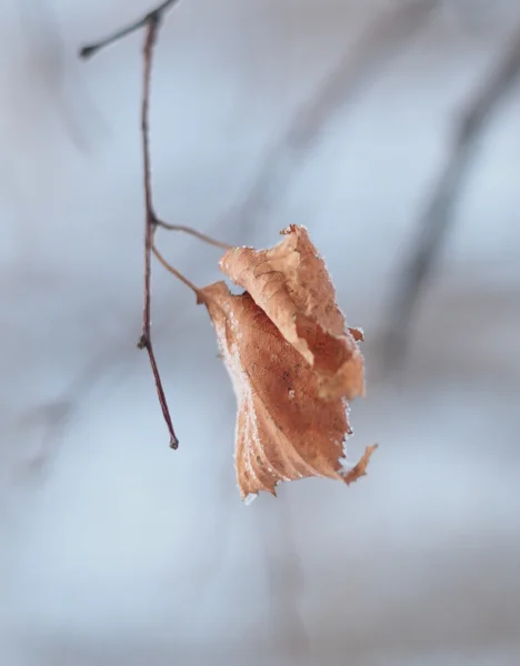 Las hojas secas sobre el árbol en invierno — Foto de Stock