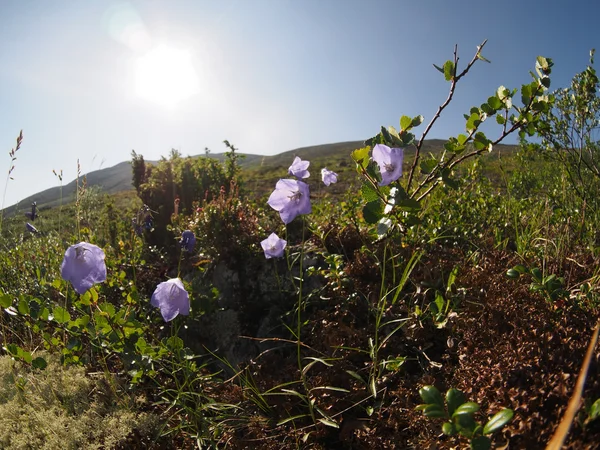 Glockenblumenberge — Stockfoto