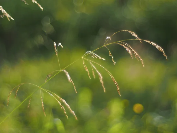 Gras im Sommerwald — Stockfoto