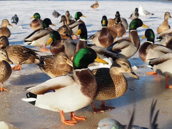 Oiseaux sur le lac en hiver — Photo