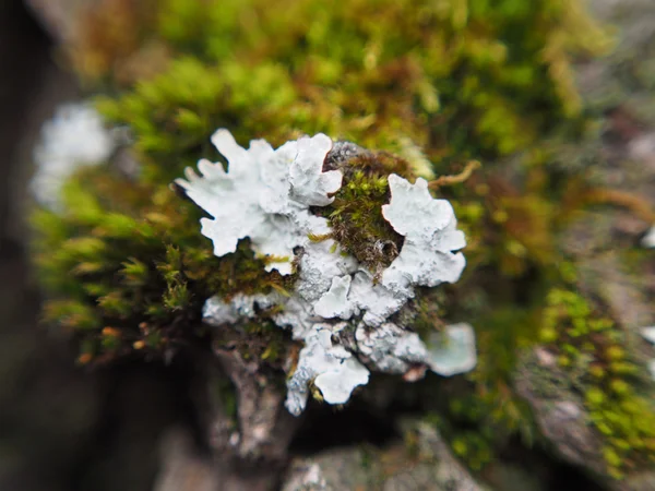 Lichene che cresce su legno — Foto Stock