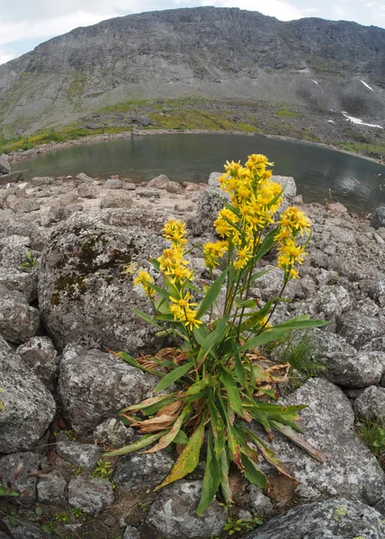 La verge d'or dans les montagnes — Photo