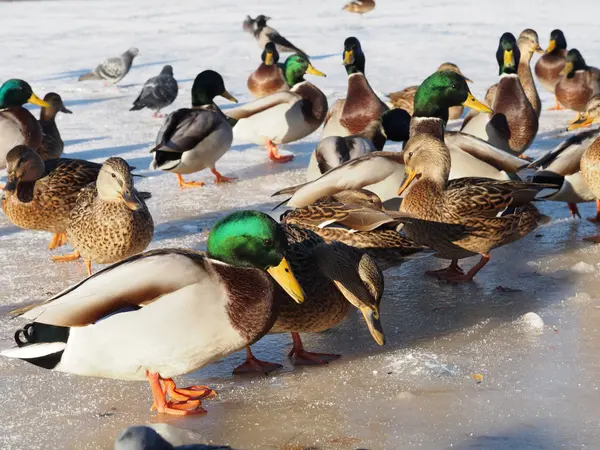 Vogels op het meer in de winter — Stockfoto