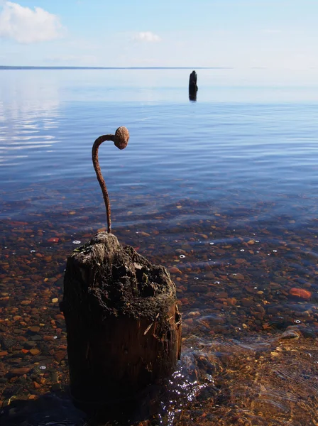 Curved nail in the old pile on the lake — Stock Photo, Image