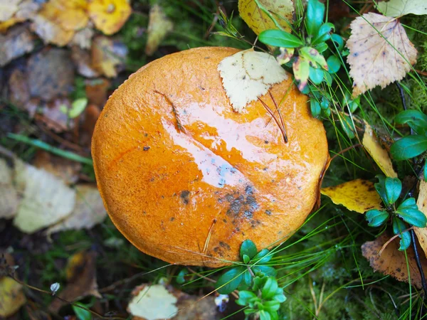 Fungo porcino arancio-cappuccio — Foto Stock