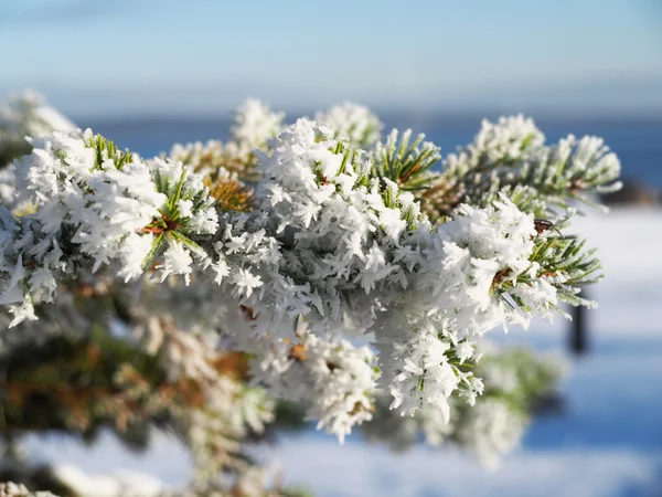 Ramita de abeto en la nieve —  Fotos de Stock