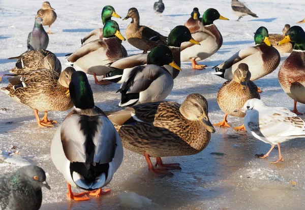 Vogels op het meer in de winter — Stockfoto