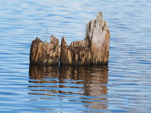 Alte Pfähle im See — Stockfoto