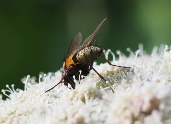 Voar em uma flor — Fotografia de Stock