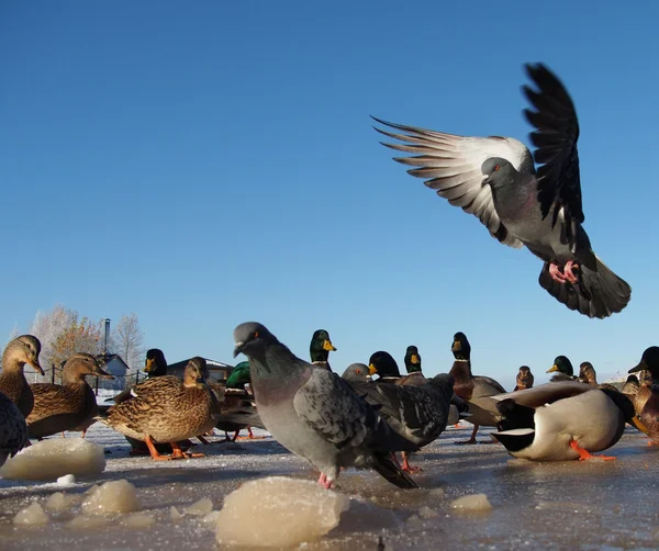 Palomas en invierno en el lago — Foto de Stock