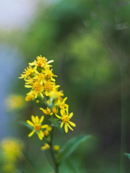 Goldenrod in the mountains — Stock Photo, Image