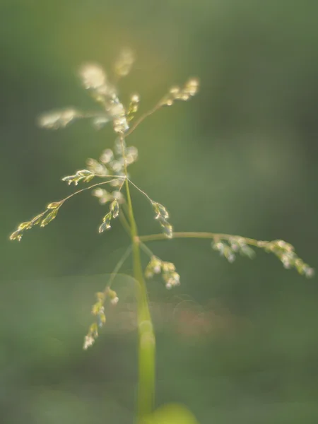 Tráva v lese letní — Stock fotografie