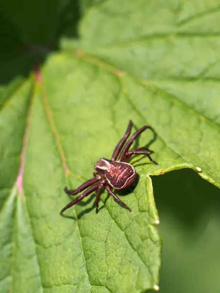 Spindel på ett blad — Stockfoto