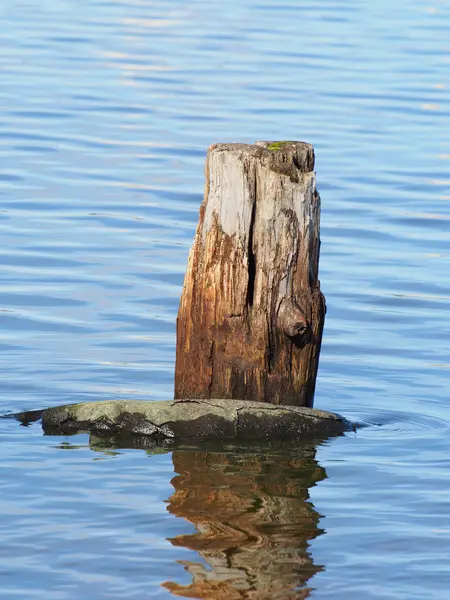 Old piles in the lake — Stock Photo, Image