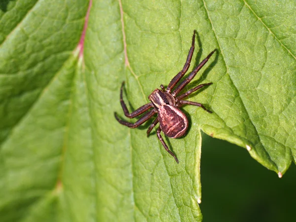 Spinne auf einem Blatt — Stockfoto