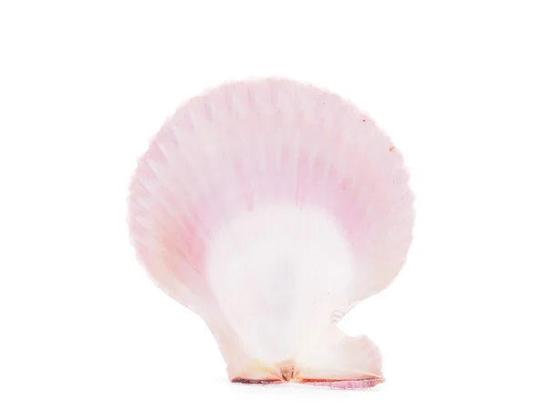 Sea shell isolated on white — Stock Photo, Image