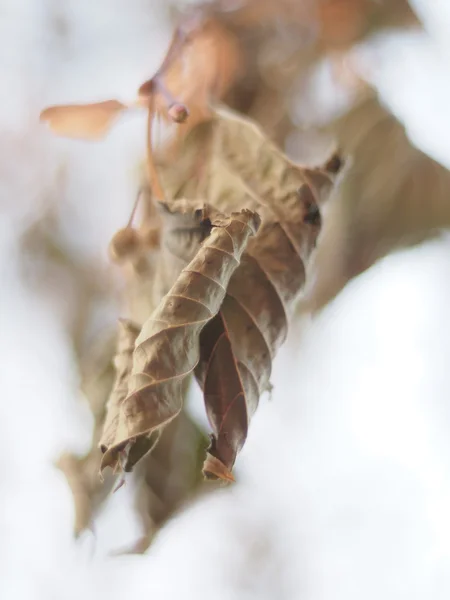 Trockenes Laub am Baum im Winter — Stockfoto