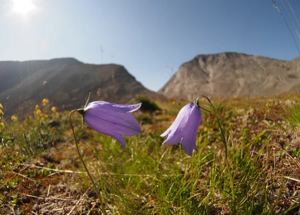Bell flores montanhas — Fotografia de Stock