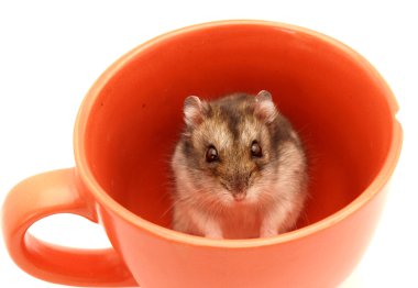 hamster bir fincan