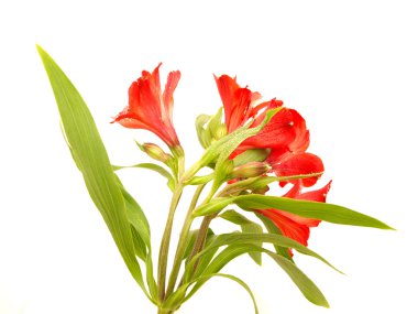 alstroemeria