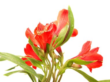 alstroemeria