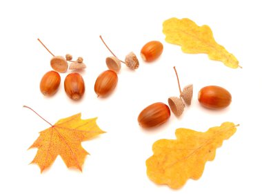 meşe palamudu ve yaprakları