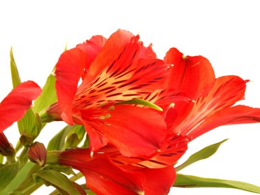 alstroemeria