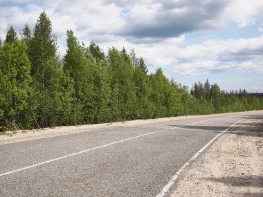 güzel yeşil orman yolu
