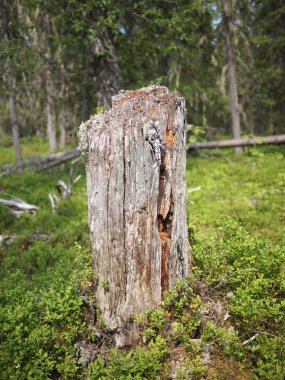 çam ormanı içinde eski ağaç kütüğü