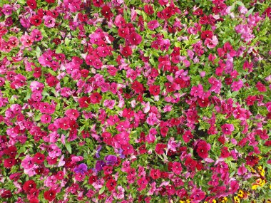 Pembe çiçek Bahçe latin adı Viola üç renkli