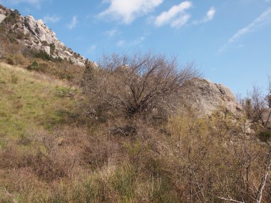 ağaç, gökyüzü ve kaya