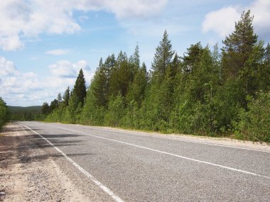 güzel yeşil orman yolu