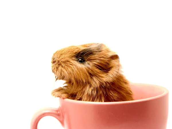 Морская свинка в чайной чашке — стоковое фото