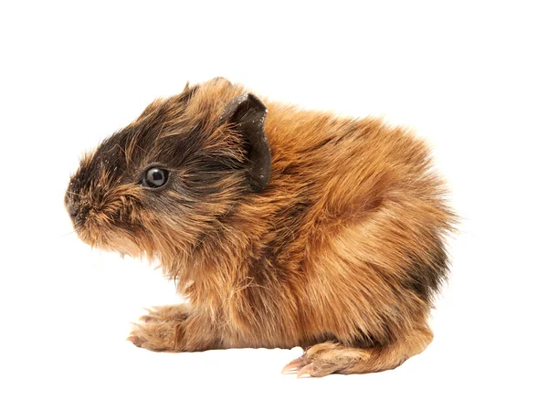 Baby cavia — Stockfoto