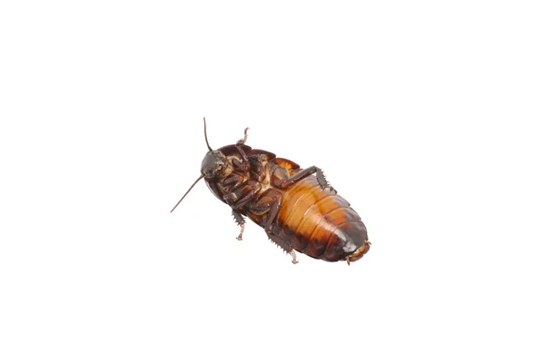 Madagaskar cockroache geïsoleerd op een witte achtergrond — Stockfoto