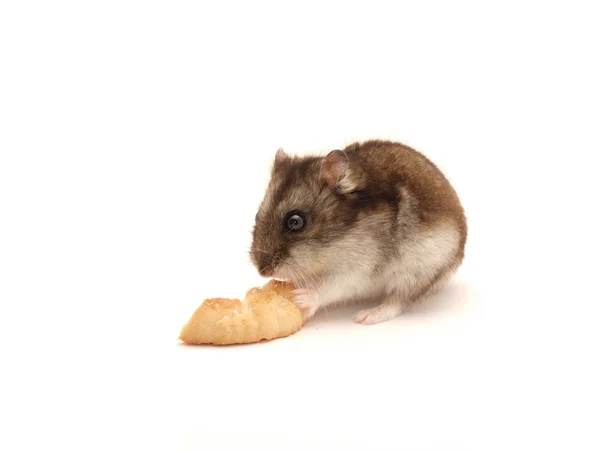 Hamster och cookies — Stockfoto