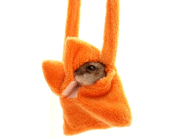 Hamster in een handtas — Stockfoto