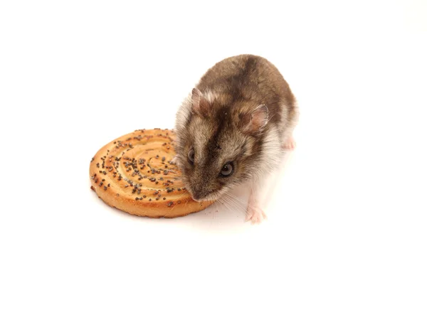 Hamster och cookies — Stockfoto