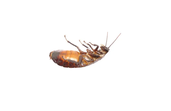 白い背景の上のマダガスカル cockroache 分離 — ストック写真