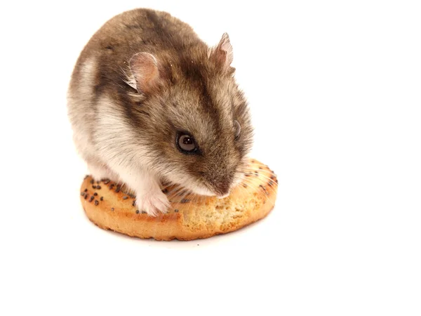 Hamster och cookies — Stockfoto